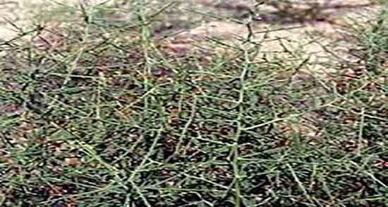 گیاهی به نام چوغان ؛ خاصیت گیاه چوغان برای رفع عفونت رحم