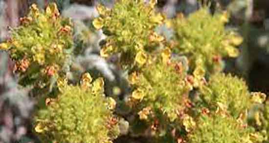 کلپوره برای لاغری ؛ خواص مصرف کلپوره برای لاغری و چربی سوزی