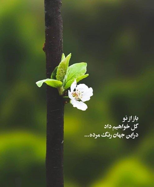 متن انگیزشی عربی با جملات انگیزه دهنده عربی ترجمه شده به فارسی