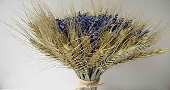 کالری گل گندم ؛ میزان کالری یک عدد گل گندم برای بدن چقدر است