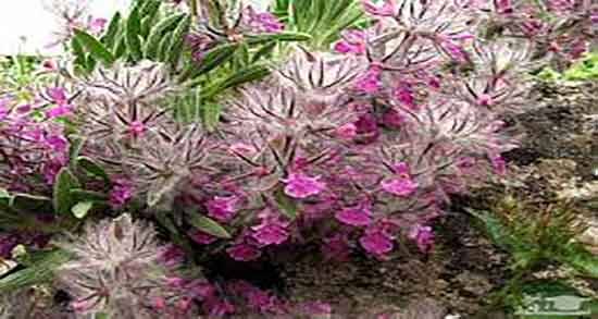 خواص جوشانده گل کوفته ؛ فواید مصرف دمنوش گل کوفته برای زنان باردار