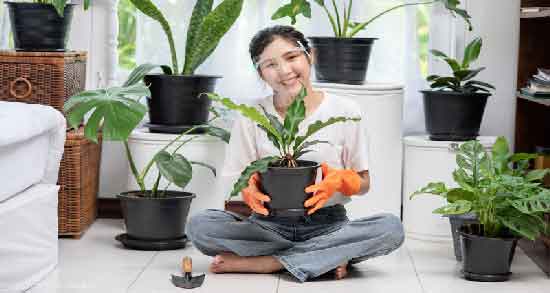 آب برنج برای گیاهان آپارتمانی و نحوه صحیح استفاده از آب برنج برای سلامت گیاهان آب برنج برای گیاهان آپارتمانی ؛ نحوه صحیح استفاده از آب برنج برای سلامت گیاهان