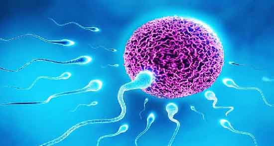 آب پیاز برای تقویت اسپرم و فواید مصرف آب پیاز برای افزایش و تقویت اسپرم آب پیاز برای تقویت اسپرم ؛ فواید مصرف آب پیاز برای افزایش و تقویت اسپرم