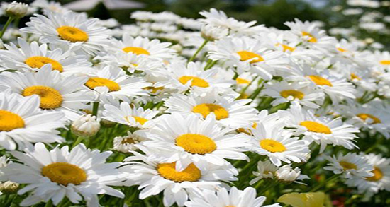 آیا بابونه برای قلب ضرر دارد ؛ آیا مصرف بابونه برای تپش قلب مضر است