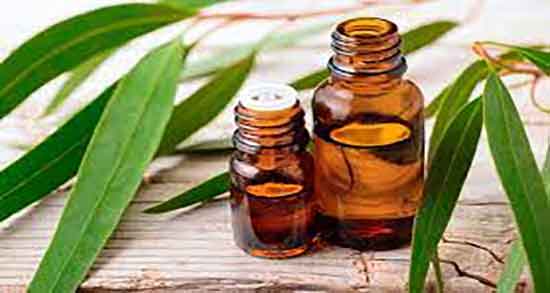 استخراج روغن اکالیپتوس ؛ استخراج عصاره اکالیپتوس در خانه چگونه است
