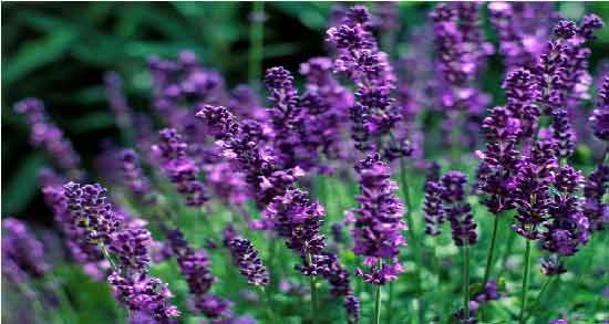 اسطوخودوس و فشار خون بالا و روش مصرف اسطوخودوس برای کاهش فشارخون اسطوخودوس و فشار خون بالا ؛ روش مصرف اسطوخودوس برای کاهش فشارخون