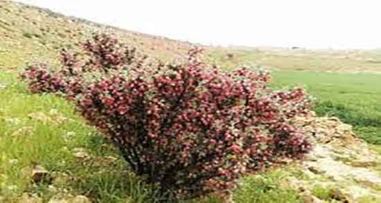 انزروت برای سرفه ؛ درمان سرفه خشک با جوشانده گیاه انزروت