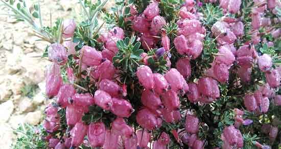 انزروت برای لاغری و خاصیت چربی سوزی شکم و پهلو با دمنوش انزروت انزروت برای لاغری ؛ خاصیت چربی سوزی شکم و پهلو با دمنوش انزروت