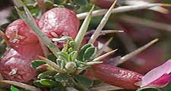 انزروت برای نوزاد ؛ فواید مصرف انزروت برای نفخ شکم نوزادان