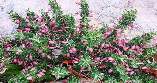 انزروت برای نوزادان ؛ خاصیت مصرف انزروت برای زردی نوزادان چیست