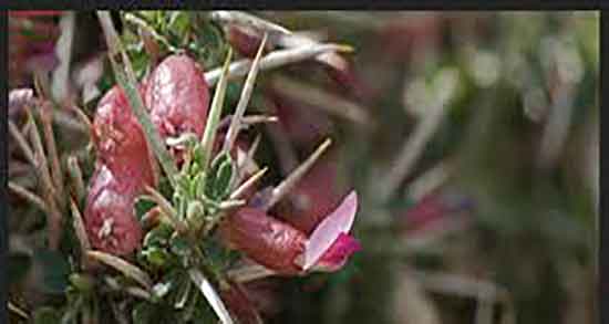 انزروت برای چاقی ؛ استفاده از انزروت برای چاقی صورت و بدن