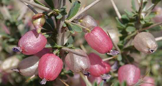 انزروت و گردو و ترکیب انزروت و پودر گردو برای درمان زخم معده انزروت و گردو ؛ ترکیب انزروت و پودر گردو برای درمان زخم معده