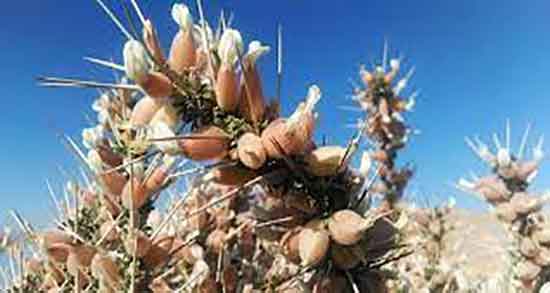 انزروت چیست و نام دیگر انزروت چیست + ایا انزروت درخت است یا گل انزروت چیست ؛ نام دیگر انزروت چیست + ایا انزروت درخت است یا گل