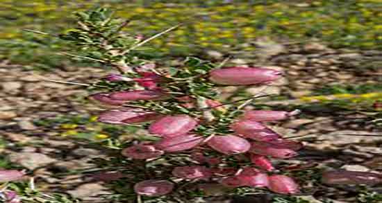 انزروت یعنی چه و ایا انزروت خشک شده برای درمان کبد چرب مفیده انزروت یعنی چه ؛ ایا انزروت خشک شده برای درمان کبد چرب مفیده