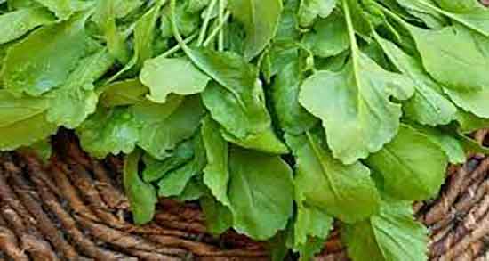 انواع سبزی شاهی و سبزی شاهی همان سبزی تره تیزک است انواع سبزی شاهی ؛ سبزی شاهی همان سبزی تره تیزک است