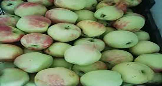 انواع سیب گلاب ؛ طرز تهیه انواع مربای سیب گلاب به روش خانگی