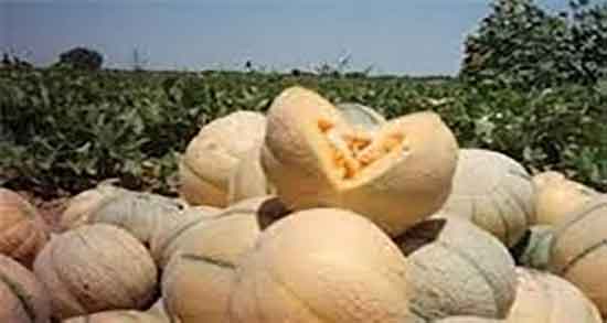 انواع ملون و اسامی انواع خربزه و ملون در ایران چیه + انواع خربزه در ایران انواع ملون ؛ اسامی انواع خربزه و ملون در ایران چیه + انواع خربزه در ایران