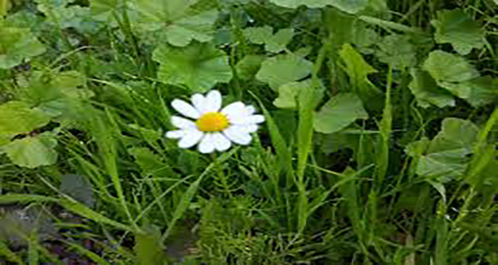 ایا بابونه برای زن باردار ضرر دارد و عوارض خوردن بابونه در ماه نهم بارداری ایا بابونه برای زن باردار ضرر دارد ؛ عوارض خوردن بابونه در ماه نهم بارداری