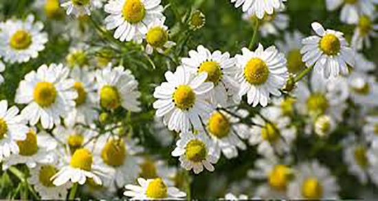 ایا بابونه برای مردان بد است و ایا مصرف بابونه برای اسپرم اقایان مضره ایا بابونه برای مردان بد است ؛ ایا مصرف بابونه برای اسپرم اقایان مضره