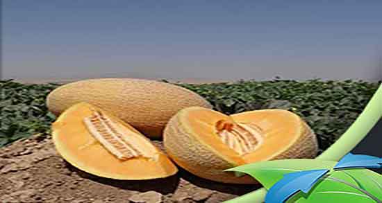 ایا ملون طبع سرد دارد یا گرم ؛ طبیعت مصرف ملون برای کودکان چیه