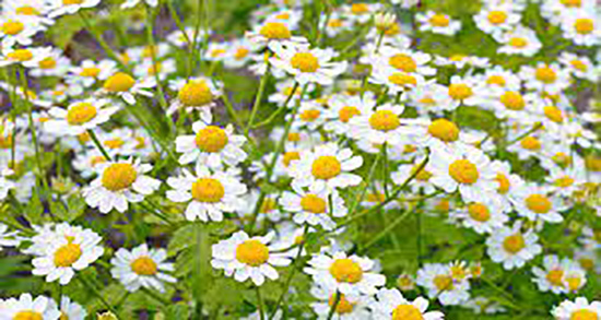 بابونه برای جای جوش و خاصیت روغن بابونه برای جوش و جای جوش بابونه برای جای جوش ؛ خاصیت روغن بابونه برای جوش و جای جوش