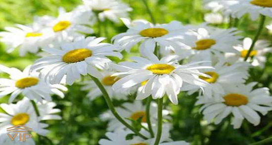 بابونه برای ریزش مو ؛ چگونه از بابونه برای ریزش مو استفاده کنیم