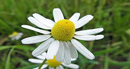 بابونه برای زخم رحم و درمان زخم دهانه رحم با مصرف بابونه از دکتر تبریزیان بابونه برای زخم رحم ؛ درمان زخم دهانه رحم با مصرف بابونه از دکتر تبریزیان