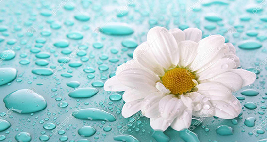 بابونه برای غلظت خون و طریقه مصرف بابونه برای درمان غلظت خون بدن بابونه برای غلظت خون ؛ طریقه مصرف بابونه برای درمان غلظت خون بدن