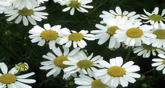 بابونه برای ورم معده و ایا مصرف بابونه برای ورم معده خوب است یا نه بابونه برای ورم معده ؛ ایا مصرف بابونه برای ورم معده خوب است یا نه