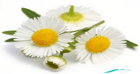 بابونه حساسیت زاست و ایا مصرف گل بابونه برای زنان باردار مضره بابونه حساسیت زاست ؛ ایا مصرف گل بابونه برای زنان باردار مضره