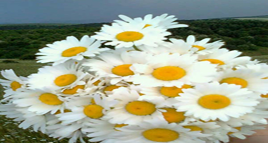 بابونه و تپش قلب ؛ درمان اضطراب و تپش قلب در طب سنتی با مصرف بابونه