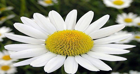 بابونه و سوزش معده و خاصیت مصرف چای بابونه برای سوزش معده بابونه و سوزش معده ؛ خاصیت مصرف چای بابونه برای سوزش معده