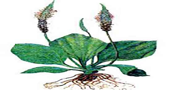 بارهنگ در دوران شیردهی و ایا خوردن بارهنگ در دوران شیردهی مضر است بارهنگ در دوران شیردهی ؛ ایا خوردن بارهنگ در دوران شیردهی مضر است