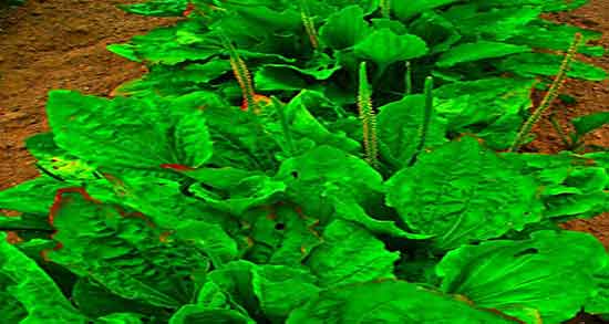 بارهنگ و عرق نعناع برای لاغری ؛ بارهنگ و عرق نعناع و گلاب برای بدن