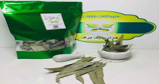 برگ اکالیپتوس برای بخور ؛ فواید مصرف برگ اکالیپتوس برای بخور