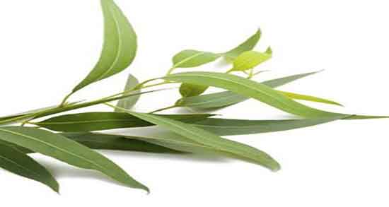 برگ اکالیپتوس برای عفونت رحم ؛ استفاده از برگ اکالیپتوس برای عفونت واژن