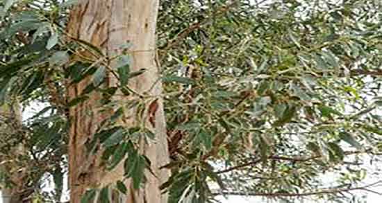 برگ اکالیپتوس برای مرغ عشق خوب است ؛ برگ اکالیپتوس برای پرنده