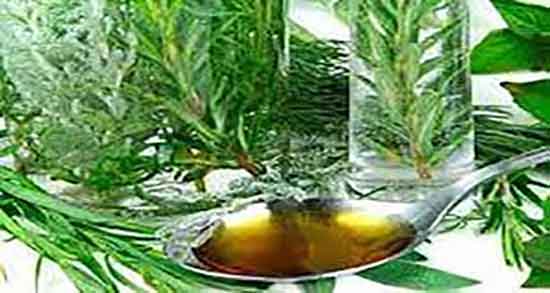 برگ اکالیپتوس برای مرغ عشق ؛ برگ اکالیپتوس برای مرغ عشق خوب است