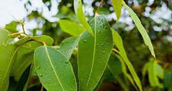برگ اکالیپتوس و خواص آن ؛ خواص برگ اکالیپتوس برای درمان سینوزیت
