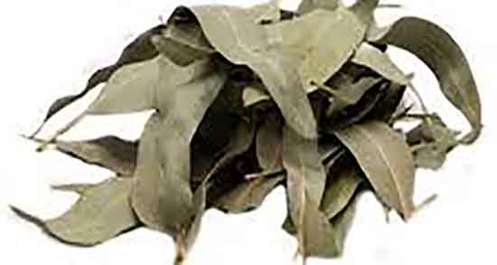 برگ اکالیپتوس و مرغ عشق ؛ نحوه استفاده از برگ اکالیپتوس برای مرغ عشق