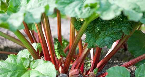 برگ ریواس برای مو و ایا برگ ریواس برای رنگ کردن مو مفیده برگ ریواس برای مو ؛ ایا برگ ریواس برای رنگ کردن مو مفیده