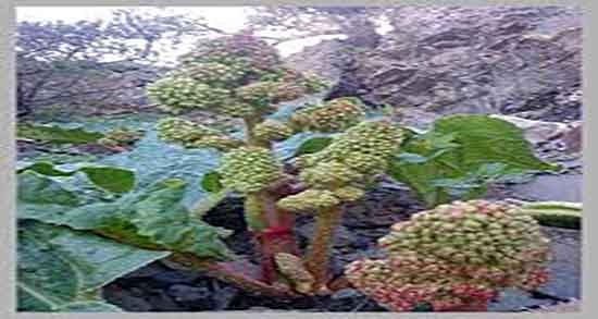 برگ ریواس برای چی خوبه ؛ دمنوش برگ ریواس برای دیابت زنان باردار