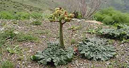 برگ ریواس چه خاصیتی دارد ؛ خواص مصرف برگ ریواس برای سنگ کلیه