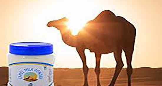 بهترین زمان مصرف شیر شتر ؛ شب ها بهترین وقت استفاده از شیر شتر