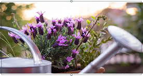 بهترین زمان مصرف عرق اسطوخودوس ؛ عرق اسطوخودوس برای معده