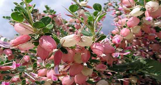 بوته انزروت ؛ ایا بوته انزروت در بیابان های ایرانی رشد میکند یا نه