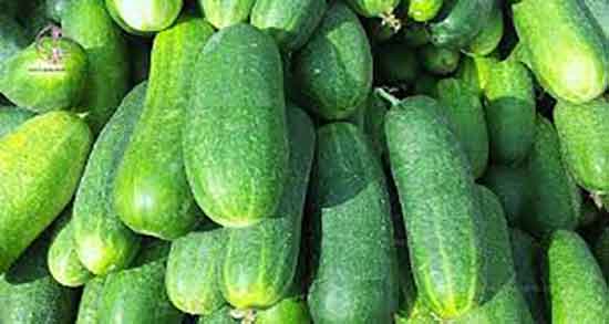 ترسیدن گربه از خیار سبز و ایا گربه ها از خیار سبز ترس دارند یا نه ترسیدن گربه از خیار سبز ؛ ایا گربه ها از خیار سبز ترس دارند یا نه