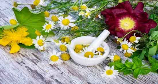 ترکیب گل ختمی و بابونه برای مو و جلوگیری از ریزش مو با گل ختمی و بابونه ترکیب گل ختمی و بابونه برای مو ؛ جلوگیری از ریزش مو با گل ختمی و بابونه