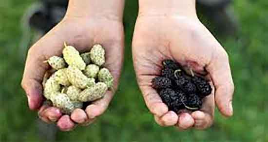 توت برای قند خون و خاصیت خوردن توت فرنگی برای قند خون کودکان توت برای قند خون ؛ خاصیت خوردن توت فرنگی برای قند خون کودکان