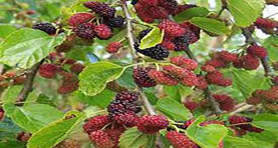 توت برای چی خوبه ؛ خاصیت مصرف توت خشک برای کم خونی کودکان